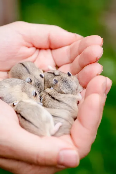 Hamster pups — Stock Photo, Image