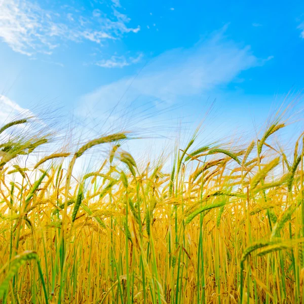 Wheat — Stock Photo, Image