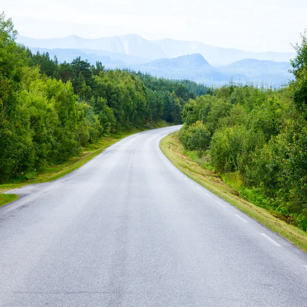 Empty forest road — Stock Photo, Image