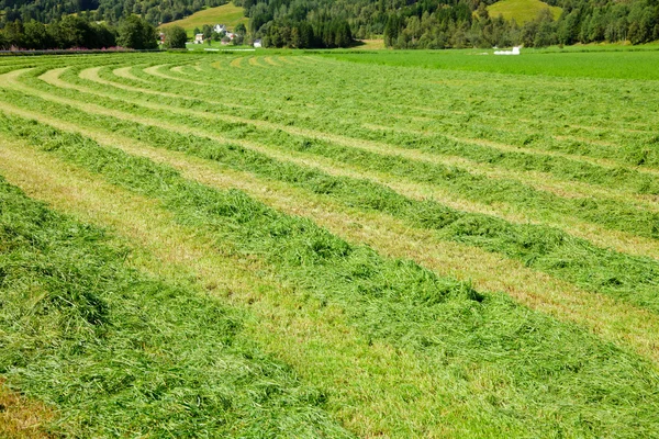 Vers gesneden hooi in een veld — Stockfoto