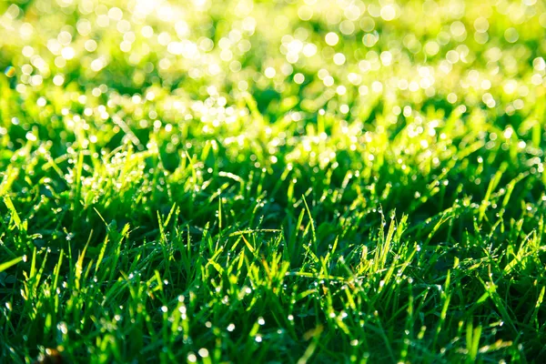 Yeşil çim çimen — Stok fotoğraf
