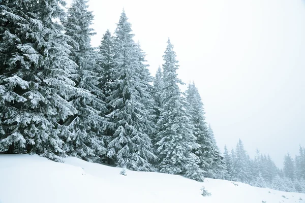 Forêt d'hiver — Photo