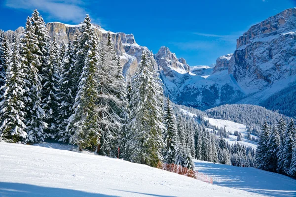 Alberi di abete su un pendio di montagna — Foto Stock