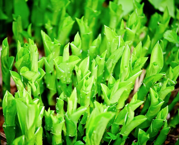 Gröna blad — Stockfoto