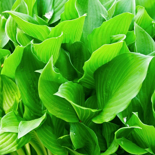 Green leaves — Stock Photo, Image