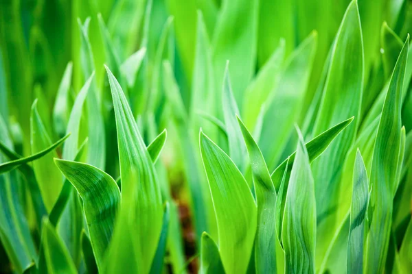 Hojas verdes — Foto de Stock