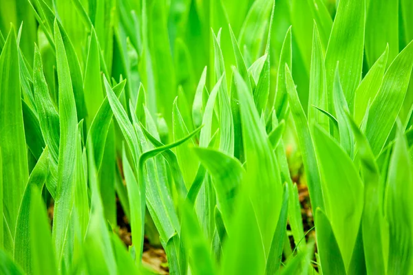 Hojas verdes — Foto de Stock