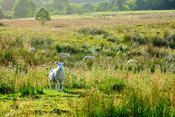 Sheeps op een weiland in Schotland — Stockfoto
