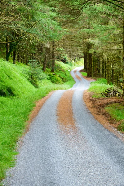 Road forest — Zdjęcie stockowe