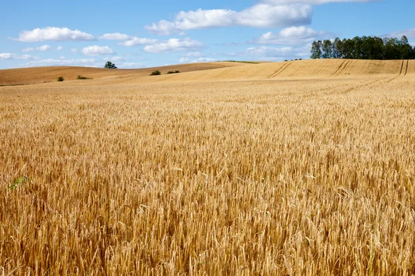 麦畑 — ストック写真
