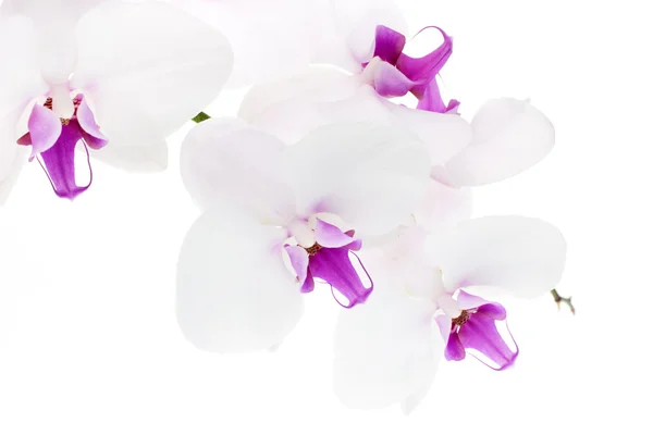 White orchid Stock Picture