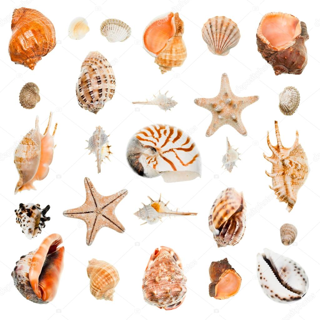 Seashells collection