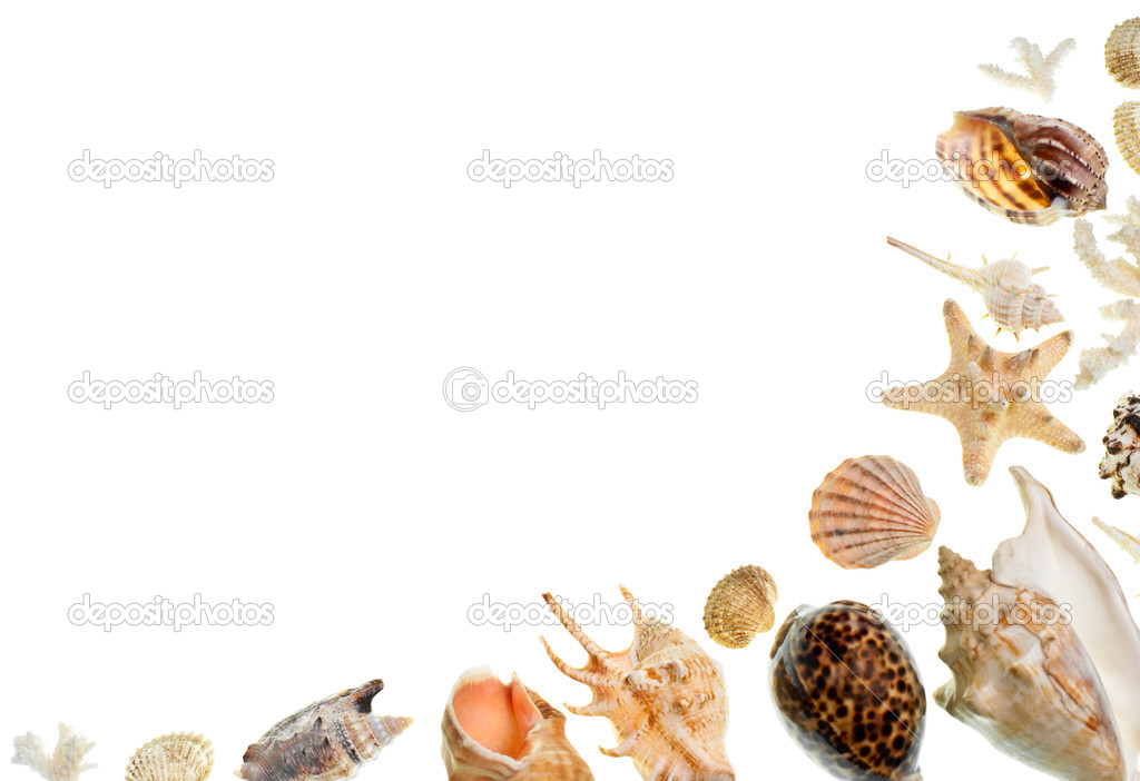 Shells background