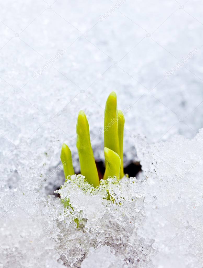 Sprouts in snow