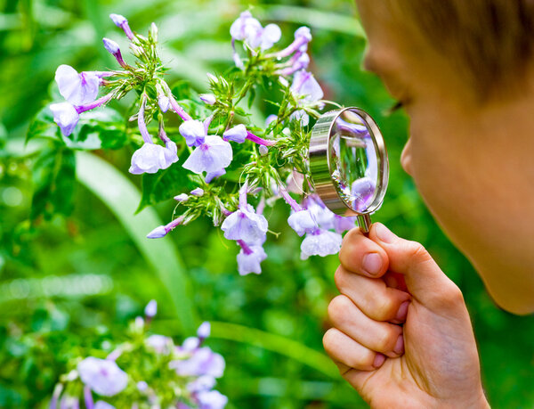 Kid observing flower