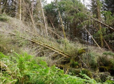 Tornado ravaged forest clipart