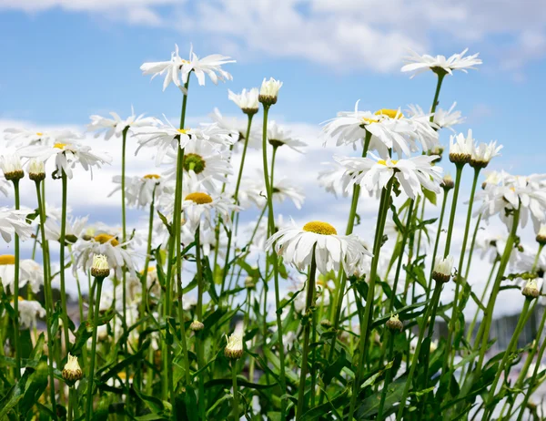 Daisy flowers close-up — Stockfoto