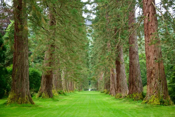 Redwood Avenue — Stockfoto