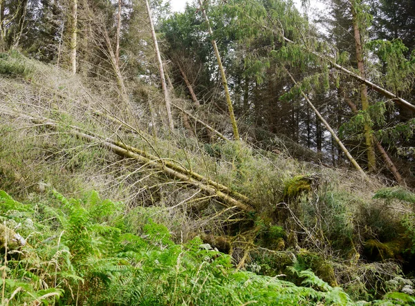 Tornado devastado floresta — Fotografia de Stock