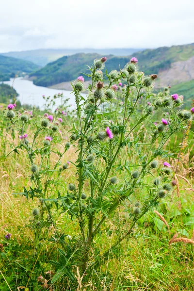 Flor de cardo escocés — Foto de Stock