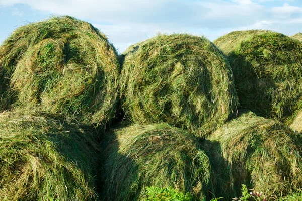 Ensilage rundbalar — Stockfoto