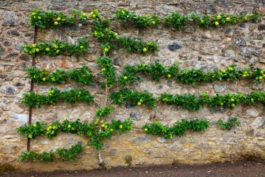 Yatay espalier elma ağacı