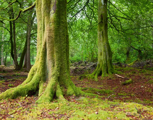 Floresta na Escócia — Fotografia de Stock