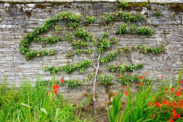 Yatay espalier armut ağacı — Stok fotoğraf
