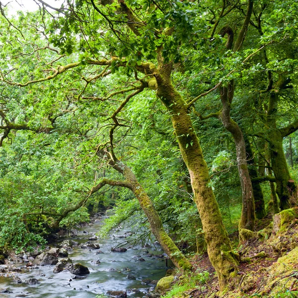 Skov i Skotland - Stock-foto