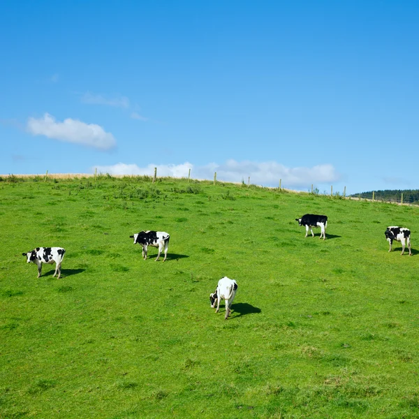 Friesian cattle — Stock Photo, Image