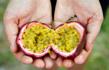 Hands holding Passionfruit