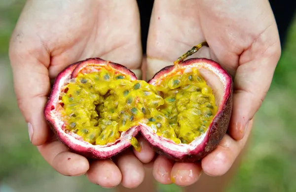 Manos sosteniendo fruta de la pasión — Foto de Stock