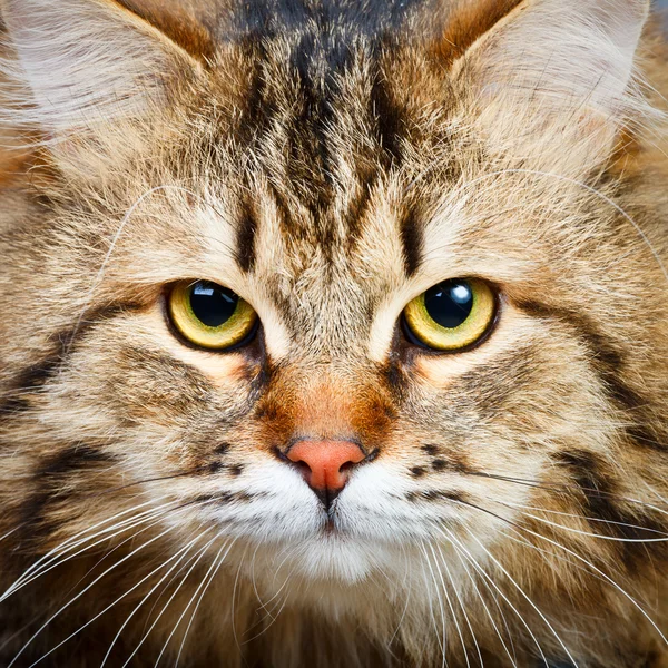 Siberische kat — Stockfoto