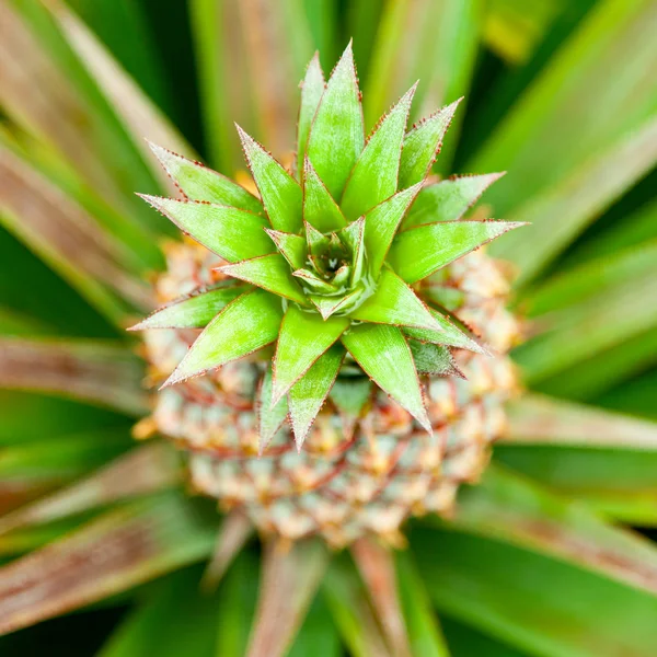 Baby ananas — Stockfoto