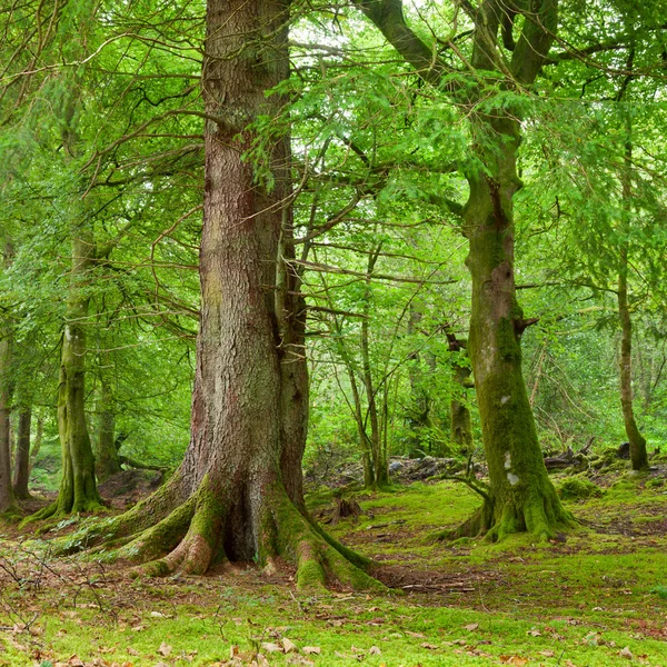 Bos in Schotland — Stockfoto