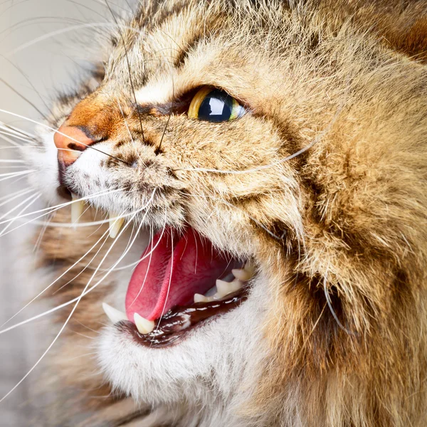 歯擦音の猫 — ストック写真
