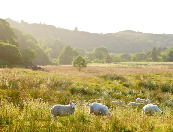 Lamb — Stock Photo, Image