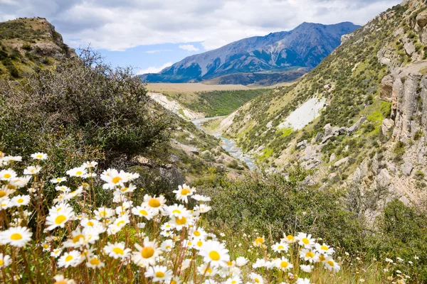 New Zealand scenic landscape — Stock Photo, Image