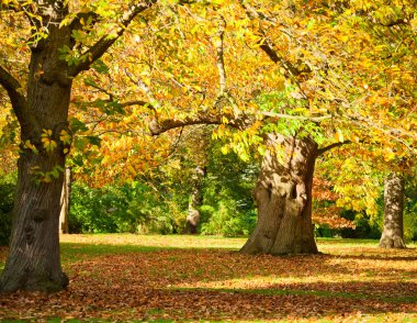 Kew Gardens park