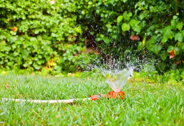 芝生に水をまく — ストック写真