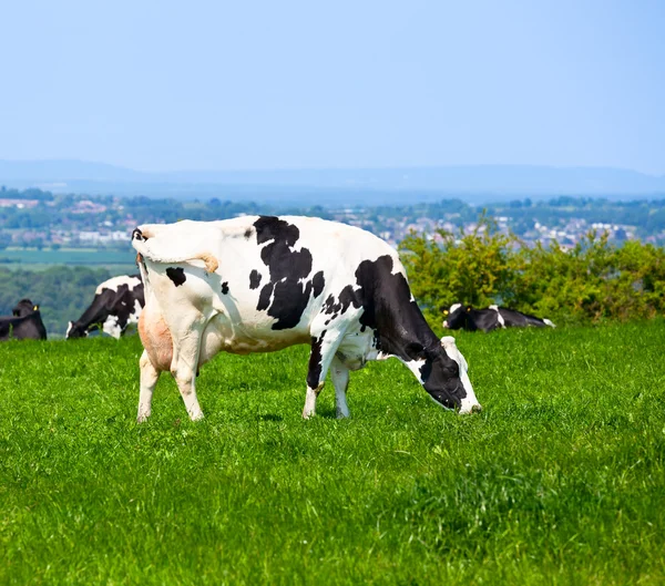 Friesian cattle — Stock Photo, Image