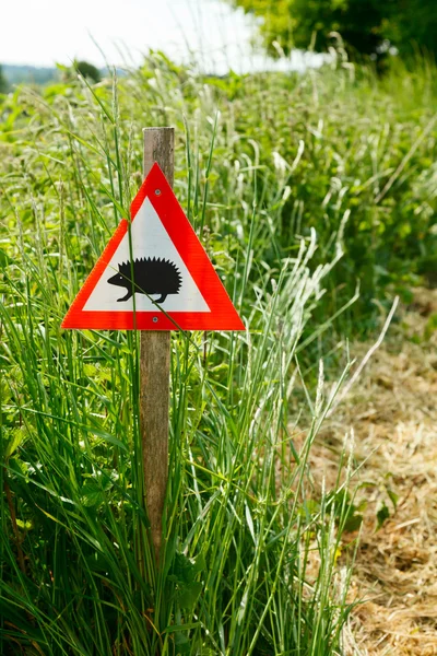 Egel teken — Stockfoto