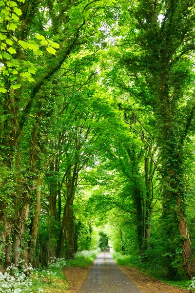 Forest road — Stockfoto