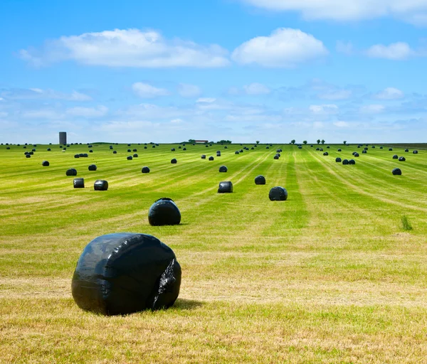 Balles d'ensilage sur un champ — Photo