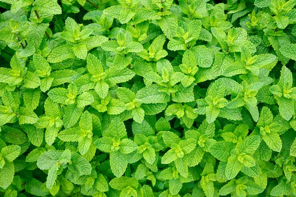 Mint leaves — Stock Photo, Image