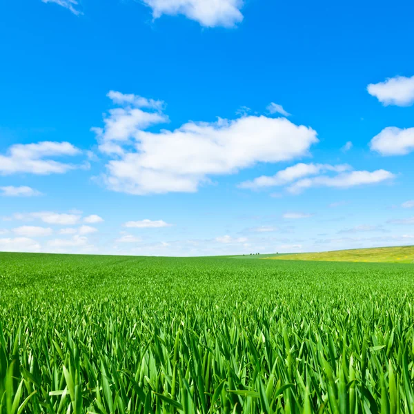 Zomerveld — Stockfoto