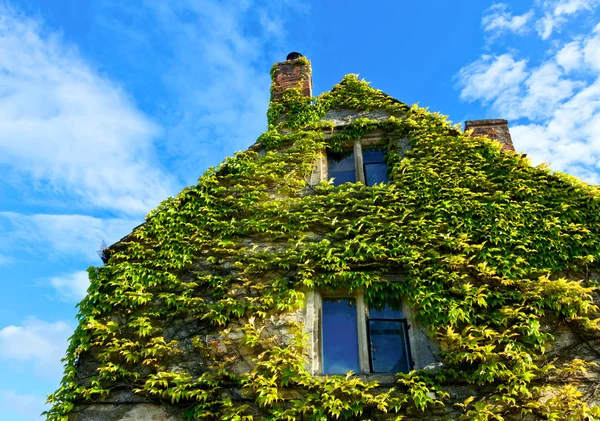 Casa coberta por escalada hera inglesa — Fotografia de Stock