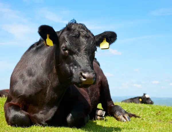 Angus cattle Stock Image