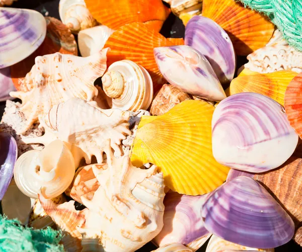 Seashells — Stock Photo, Image