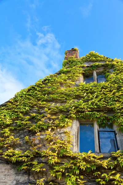 Casa coperta da arrampicata edera inglese — Foto Stock